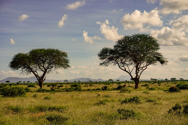 Krajobrazy Parku Narodowego Tsavo East Tsavo West Amboseli — Zdjęcie stockowe