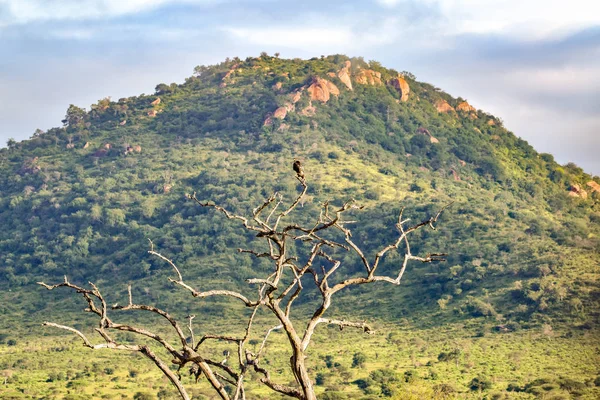 Photos Paysages Parc National Tsavo East Tsavo West Amboseli — Photo