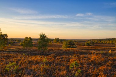 Goldener Herbst in der Lneburger Heide bei Undeloh