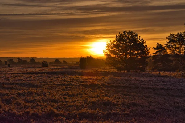 Goldener Herbst in der Lneburger Heide bei Undeloh