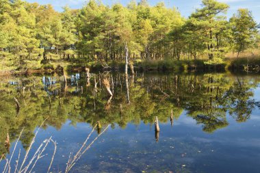 Goldener Herbst in der Lneburger Heide bei Undeloh