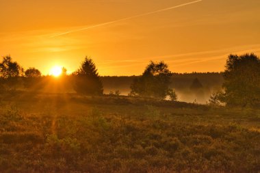Goldener Herbst in der Lneburger Heide bei Undeloh