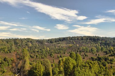 Goldener Herbst in der Lneburger Heide bei Undeloh