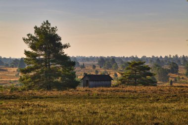 Goldener Herbst in der Lneburger Heide bei Undeloh
