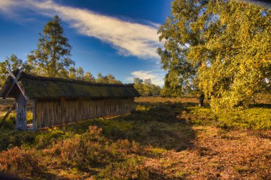 Goldener Herbst in der Lneburger Heide bei Undeloh
