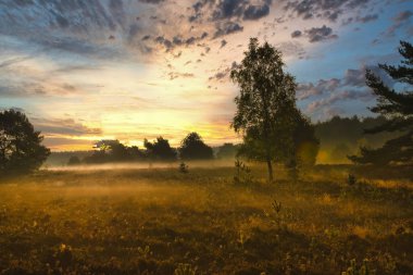 Goldener Herbst in der Lneburger Heide bei Undeloh