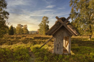 Goldener Herbst in der Lneburger Heide bei Undeloh