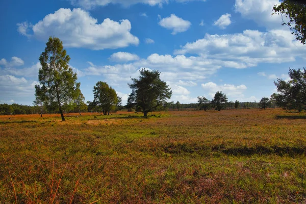 Goldenaar Herbst Der Lneburger Heide Bei Undeloh — Stockfoto