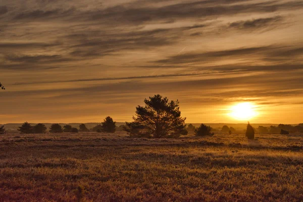 Goldener Herbst Der Lneburger Heide Bei Undeloh — Fotografia de Stock