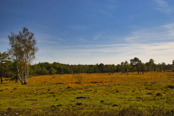 Goldener Herbst Der Lneburger Heide Bei Undeloh — Fotografia de Stock