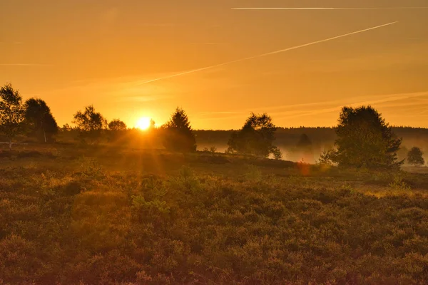 Goldener Herbst Der Lneburger Heide Bei Undeloh — Foto de Stock