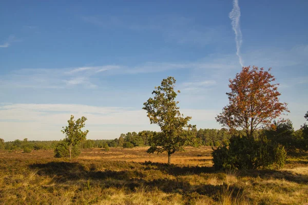 Goldener Herbst Der Lneburger Heide Bei Undeloh — Fotografia de Stock