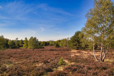 Goldener Herbst in der Lneburger Heide bei Undeloh