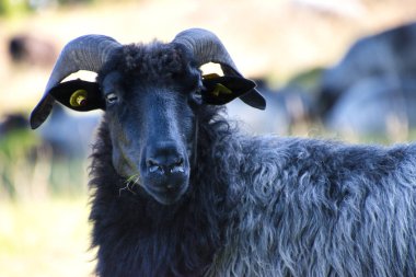 Goldener Herbst in der Lneburger Heide bei Undeloh