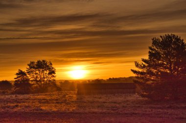 Goldener Herbst in der Lneburger Heide bei Undeloh