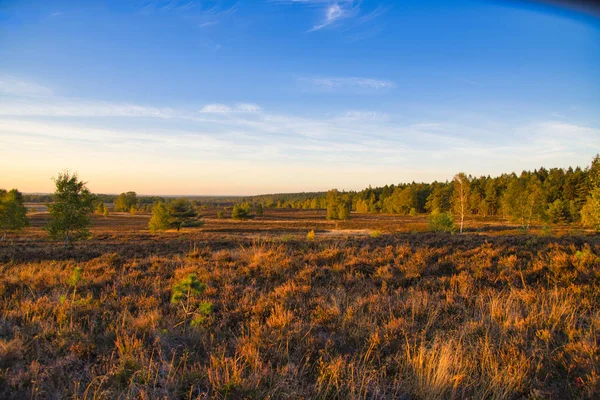 Goldener Herbst Der Lneburger Heide Bei Undeloh — Fotografia de Stock