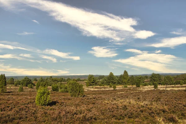 Goldener Herbst Der Lneburger Heide Bei Undeloh — Foto Stock