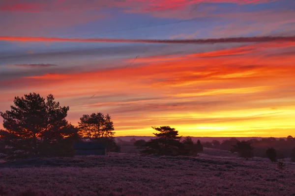 Goldener Herbst Der Lneburger Heide Bei Undeloh — Fotografia de Stock