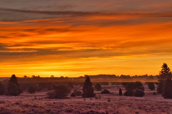 Goldener Herbst Der Lneburger Heide Bei Undeloh — Fotografia de Stock