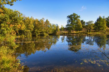 Goldener Herbst in der Lneburger Heide bei Undeloh