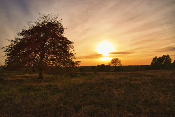 Goldener Herbst Der Lneburger Heide Bei Undeloh — Foto de Stock