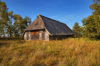 Goldener Herbst in der Lneburger Heide bei Undeloh
