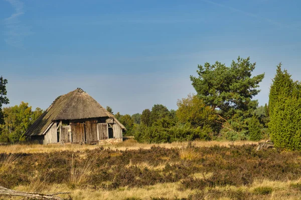 黄金のハーベストIn Der Lneburger Heide Bei Undeloh — ストック写真