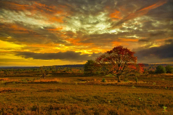 Goldener Herbst Der Lneburger Heide Bei Undeloh — Stock fotografie