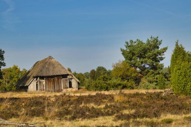 Goldener Herbst in der Lneburger Heide bei Undeloh
