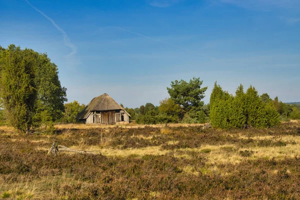 黄金のハーベストIn Der Lneburger Heide Bei Undeloh — ストック写真