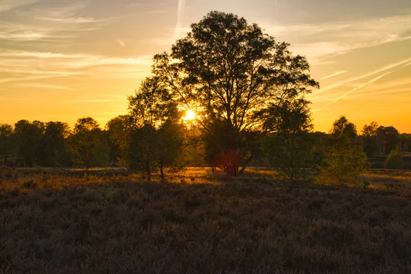 Goldener Herbst Der Lneburger Heide Bei Undeloh — Foto de Stock