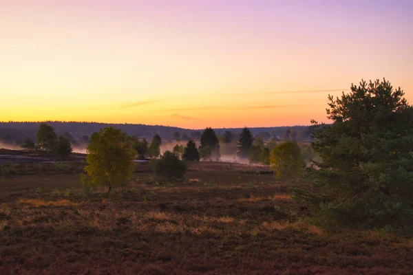 Outono Dourado Lneburg Heath Perto Undeloh — Fotografia de Stock