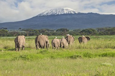 Kenya 'daki Amboseli ve Tsavo Batı Ulusal Parkı' ndaki filler