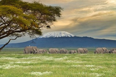 Elephants in the Amboseli and Tsavo West National Park in Kenya clipart