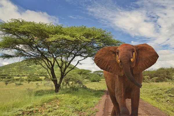 肯尼亚Amboseli和Tsavo West国家公园的大象 — 图库照片