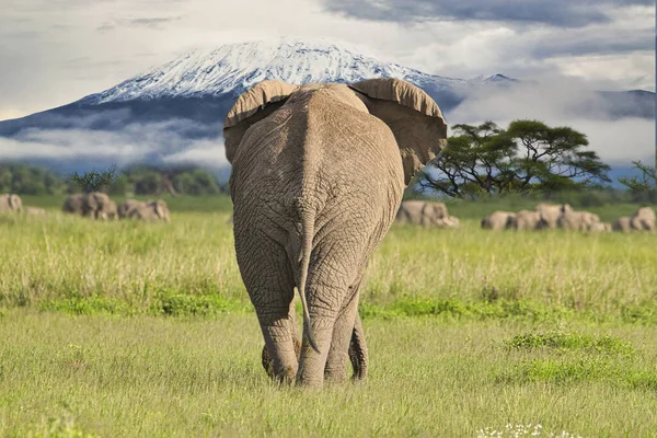 Elefantes Parque Nacional Amboseli Tsavo West Kenia — Foto de Stock