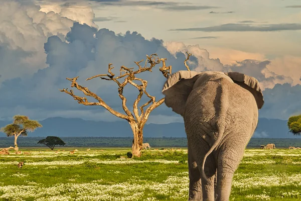 肯尼亚Amboseli和Tsavo West国家公园的大象 — 图库照片