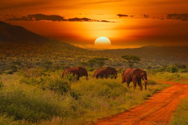 Kenya 'daki Tsavo Doğu ve Tsavo Batı Ulusal Parkı' nda filler ve gün batımı