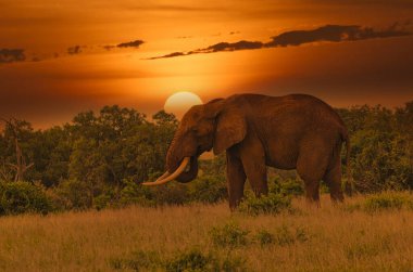 Kenya 'daki Tsavo Doğu ve Tsavo Batı Ulusal Parkı' nda filler ve gün batımı