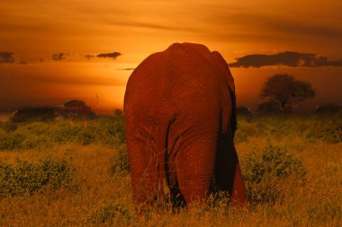 Kenya 'daki Tsavo Doğu ve Tsavo Batı Ulusal Parkı' nda filler ve gün batımı