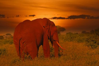 Kenya 'daki Tsavo Doğu ve Tsavo Batı Ulusal Parkı' nda filler ve gün batımı