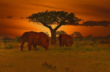 Kenya 'daki Tsavo Doğu ve Tsavo Batı Ulusal Parkı' nda filler ve gün batımı
