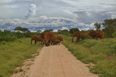Amboseli Milli Parkı 'nda filler ve Kilimanjaro Dağı 