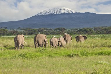 Amboseli Milli Parkı 'nda filler ve Kilimanjaro Dağı 