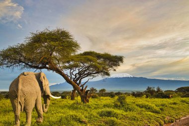 Elephants and Mount Kilimanjaro in Amboseli National Park  clipart