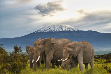 Amboseli Milli Parkı 'nda filler ve Kilimanjaro Dağı 