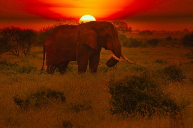 Kenya 'daki Tsavo Doğu ve Tsavo Batı Ulusal Parkı' nda filler ve gün batımı