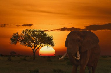Kenya 'daki Tsavo Doğu ve Tsavo Batı Ulusal Parkı' nda filler ve gün batımı