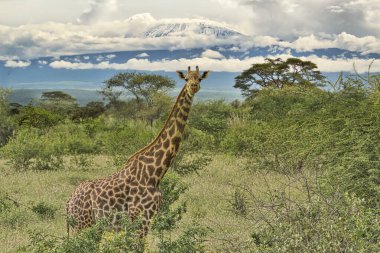 Amboseli Milli Parkı 'ndaki Zürafalar ve Kilimanjaro Dağı