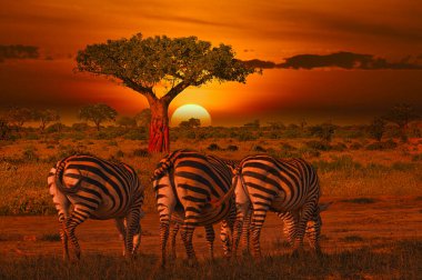 Zebra ve Gündoğumu Tsavo Doğu ve Tsavo Batı Ulusal Parkı Kenya